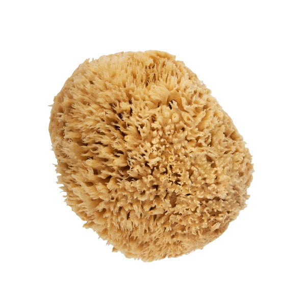 Boxed Wool Sponge  Organic Natural Sea Sponge - The Refill Shoppe