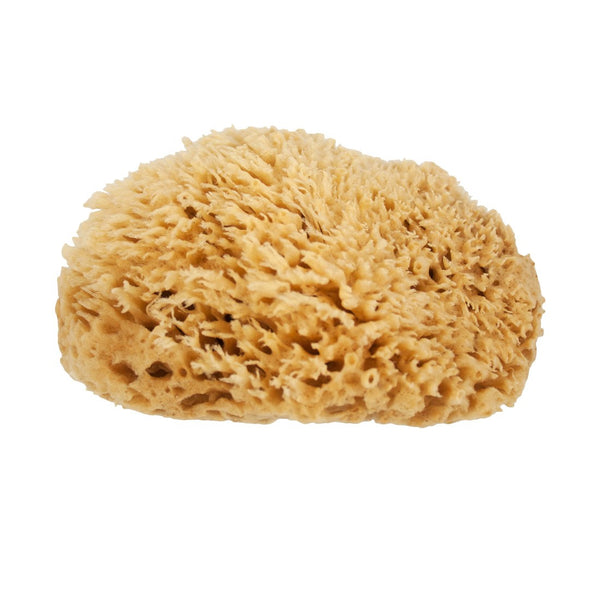 XERO Natural Sea Wool Sponge, Trad Window Cleaning